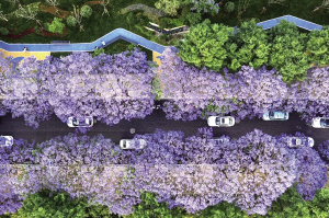 昆明即將迎來(lái)藍(lán)花楹盛花期（資料圖片） 本版圖片除署名外 “云南漫游”公眾號(hào) 圖