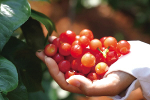 七甸櫻桃色澤鮮艷，味道酸甜