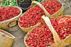 紅彤彤的米戶櫻桃