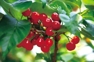 陽宗海七甸櫻桃 本版圖片 供圖