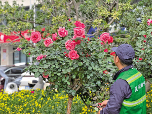 綠化服務(wù)人員對月季進行日常管養(yǎng) 　　■ 都市時報全媒體記者 李瑞瑩