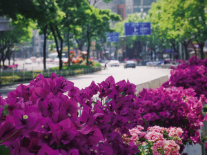 人民中路綠化帶里的三角梅十分驚艷