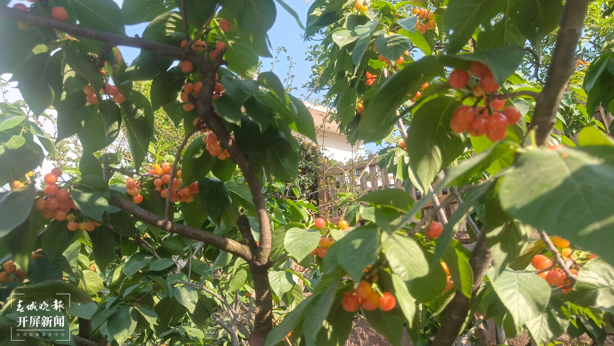 即將成熟上市的櫻桃.jpg