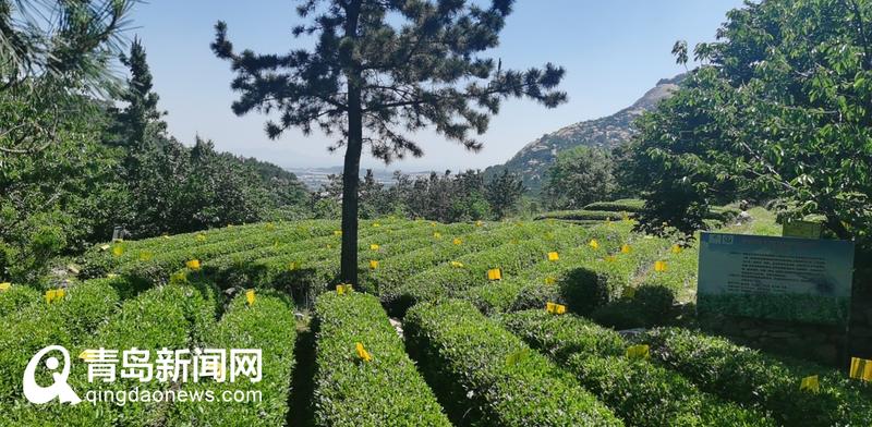 網(wǎng)絡(luò)名人“觸電”谷雨 玩轉(zhuǎn)傳統(tǒng)農(nóng)耕文化 探尋春日悠然時光 網(wǎng)絡(luò)名人“觸電”谷雨 玩轉(zhuǎn)傳統(tǒng)農(nóng)耕文化 探尋春日悠然時光