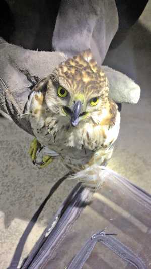 民警救助的幼鳥