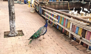 孔雀在路邊散步