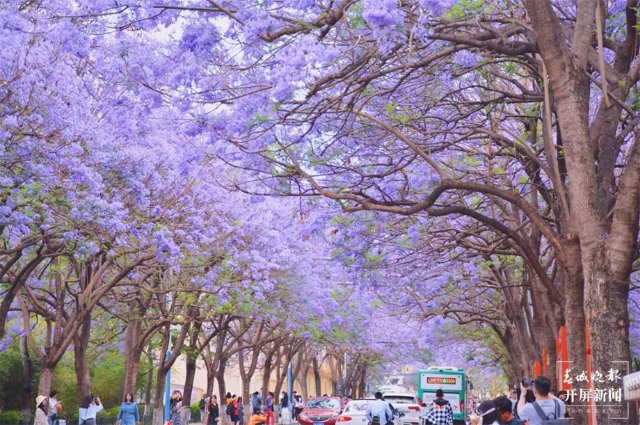 昆明街頭的藍(lán)花楹花期已至 昆明市蓮華街道辦事處供圖.jpg