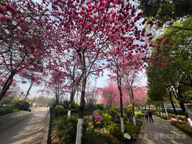 昆明翠湖城市綠道延展了（圖源 昆明規(guī)劃建設(shè)）