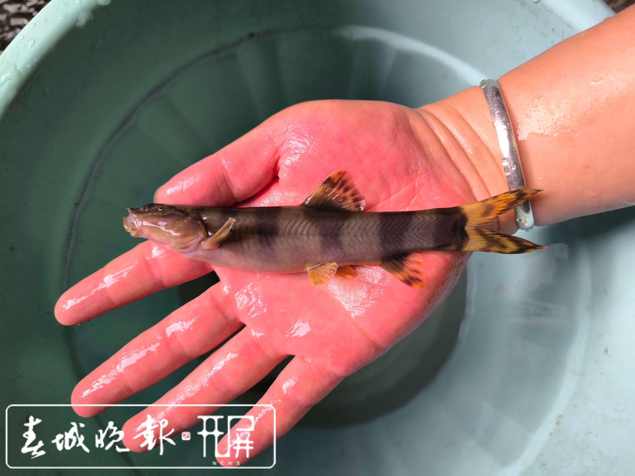 采集到的長薄鰍8.jpg