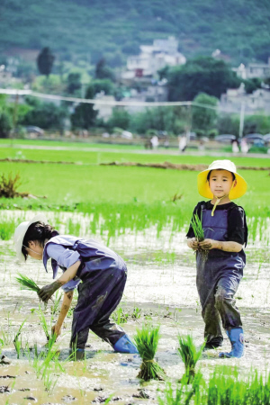 孩子在稻田里插秧 孩子在稻田里插秧