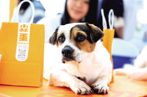 　許多流浪動物通過活動找到了主人