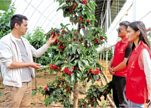 熟透的車厘子掛滿枝頭 供圖