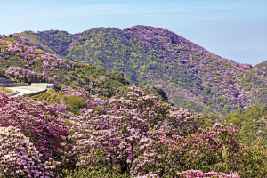 　4月底，昆明轎子山杜鵑花盛開 CFP 圖