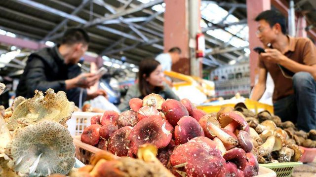 云南木水花野生菌市場菌飄香(圖源 云新聞)