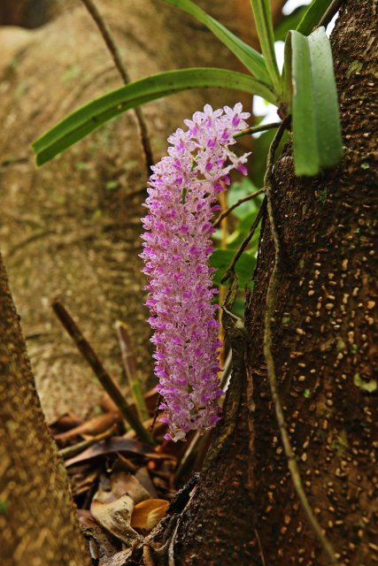 鉆喙蘭（5月29日）郁云江攝0.jpg