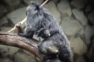 剛出生不久的白面僧面猴 剛出生不久的白面僧面猴