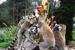 狐猴寶寶們享受大餐 狐猴寶寶們享受大餐