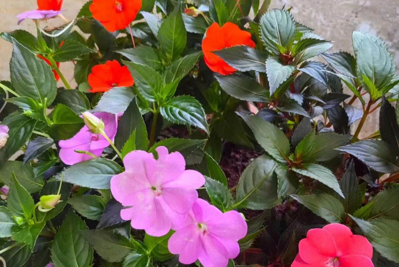 1717661816574014.jpg 2.jpg