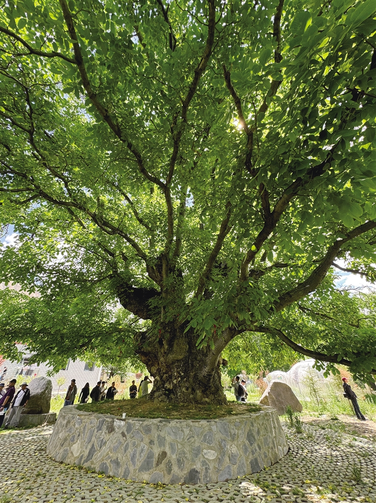 行走加查 探尋鑲嵌在美景中的非遺文化