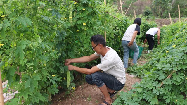 村民在采摘成熟的本地苦瓜。 6月14日攝。.JPG