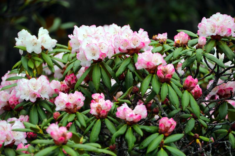 190e2c6b-c59b-4435-b260-18ac2c403855 190e2c6b-c59b-4435-b260-18ac2c403855