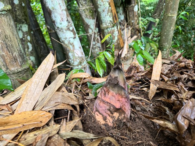 鮮筍，李宮秀攝于水可莫小組竹林 (2).jpg