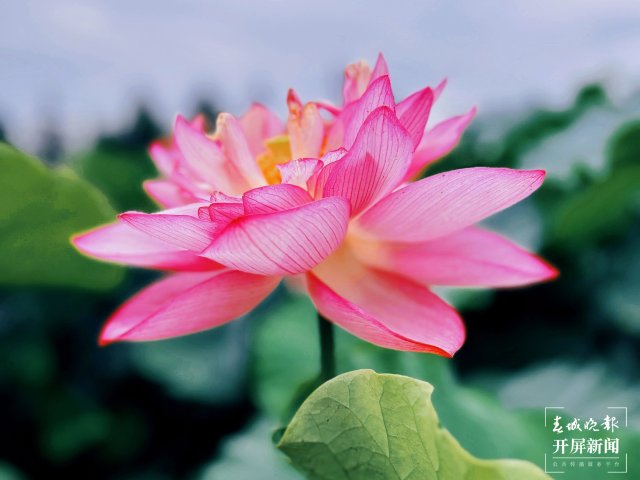 有一種叫云南的生活 荷花盛放點綴鄉(xiāng)村夏日之美 (9).jpg