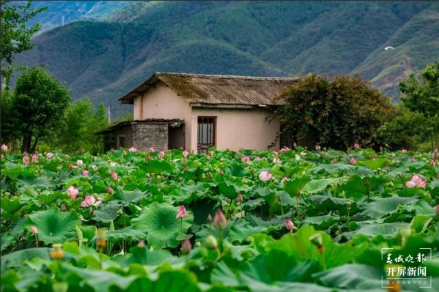 荷花，麗江市永勝縣的三川壩（春城晚報-開屏新聞記者 木曉雯 攝）
