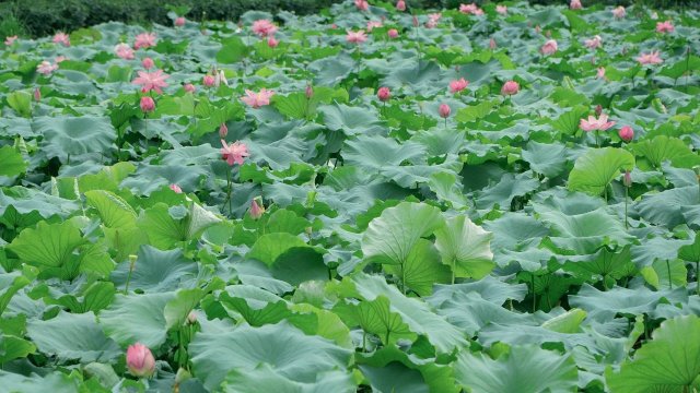 10（圖源 云南發(fā)布 李林靜 魯海楊 攝）.jpg