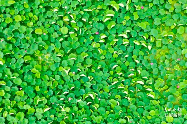 “荷”你有約！麒麟水鄉(xiāng)千畝荷花開了，打卡正當(dāng)時~