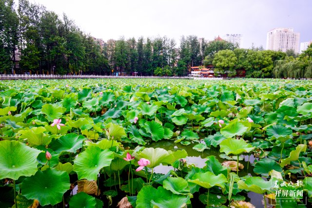 昆明翠湖公園荷花節(jié)（春城晚報-開屏新聞記者 左學(xué)佳 龍宇丹 周柯妤 王宇衡 攝）