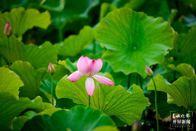 昆明翠湖公園荷花節(jié)（春城晚報-開屏新聞記者 左學(xué)佳 龍宇丹 周柯妤 王宇衡 攝）