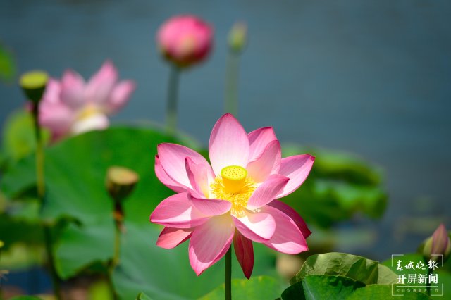 昆明翠湖公園荷花節(jié)（春城晚報-開屏新聞記者 左學(xué)佳 龍宇丹 周柯妤 王宇衡 攝）