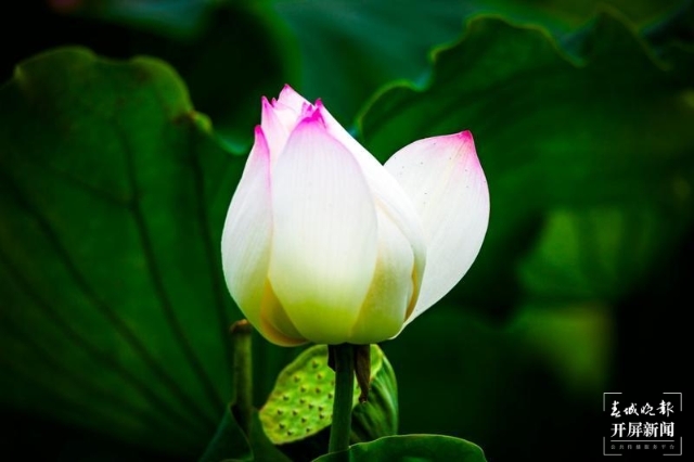 荷花，麗江市永勝縣的三川壩（春城晚報-開屏新聞記者 木曉雯 攝）