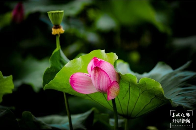 荷花，麗江市永勝縣的三川壩（春城晚報-開屏新聞記者 木曉雯 攝）