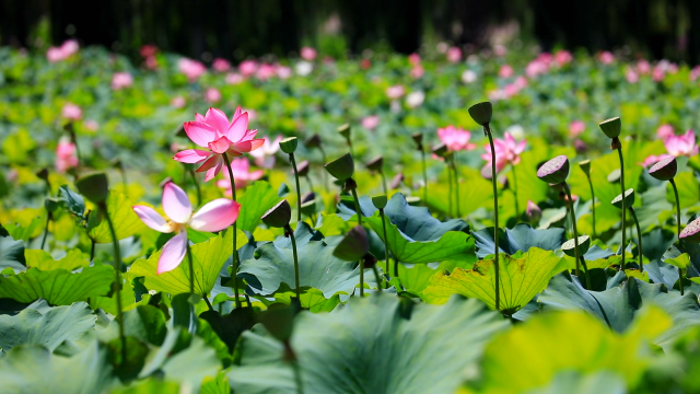 8（圖源 云南發(fā)布 謝順暢 攝）.png