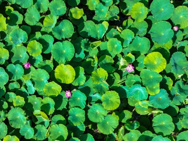 12（圖源 云南發(fā)布 李丹 李偉成 普天琪 攝）.jpg