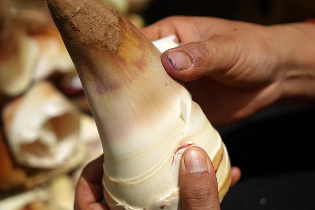 新鮮甜筍 2024年7月23日 羅寧姣攝(3).jpg