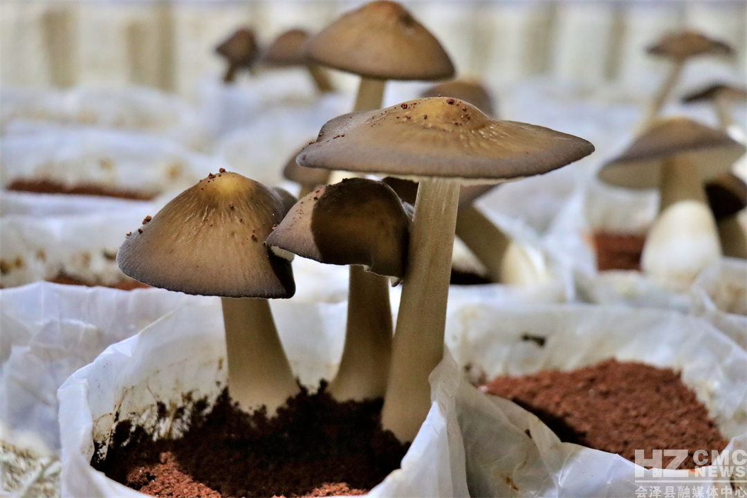 201FDA1123B6481BAFCED1D393E2354F