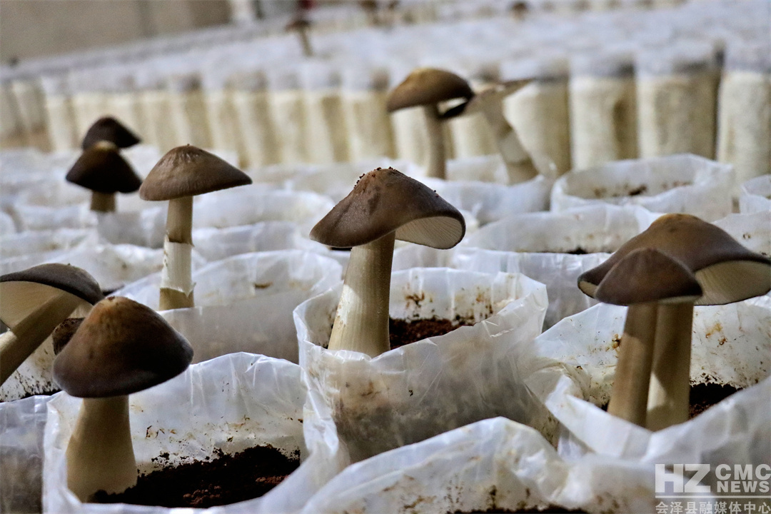 98D569FC64994477BC249425BE4182E5