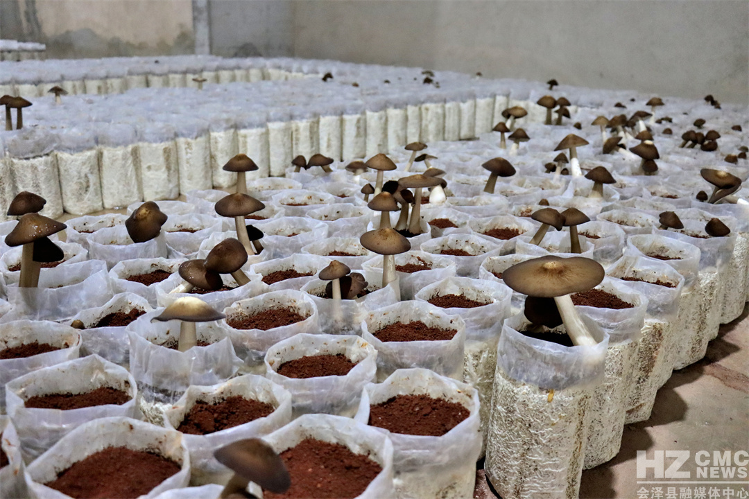 6201836E8EF14BA2ABDF1945445B8734