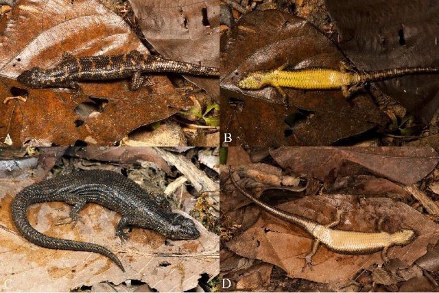 蜥蜴新物種+1 我國發(fā)現(xiàn)招龍棱蜥