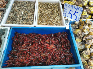 農貿市場售賣的鮮活小龍蝦55元公斤  都市時報全媒體記者 鄭榮行