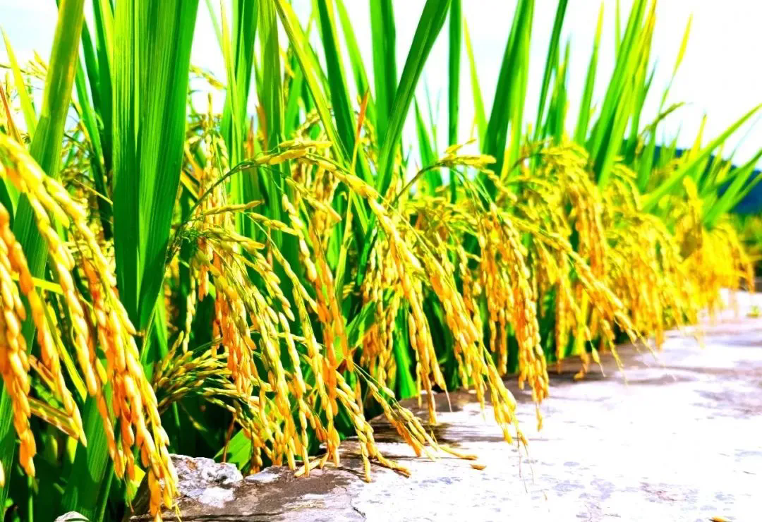 1723691770382750.png 3.webp.png