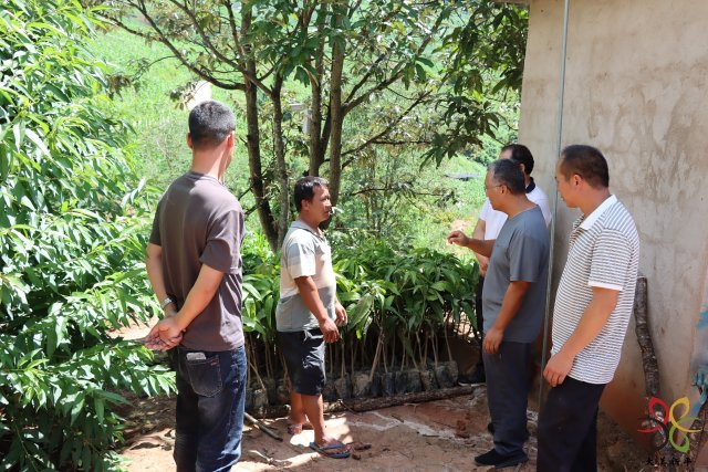 平甸:群策群力 齊心鋪就“幸福路”