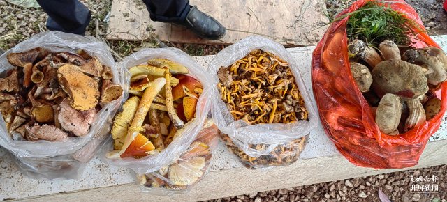 （采訪傳編輯）美好生活在云南 走，趕菌子Gai克?。ㄓ幸曨l） (7).jpg