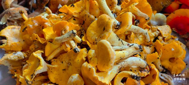 （采訪傳編輯）美好生活在云南 走，趕菌子Gai克?。ㄓ幸曨l） (13).jpg