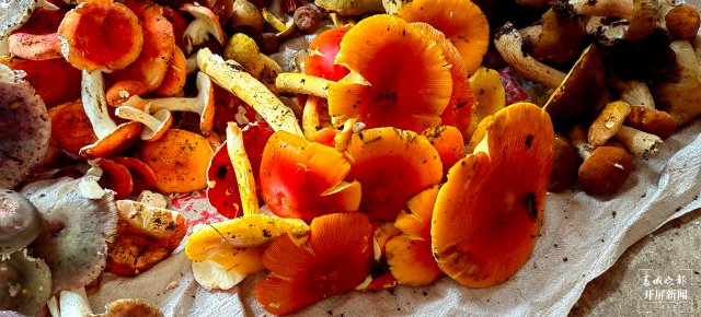 （采訪傳編輯）美好生活在云南 走，趕菌子Gai克?。ㄓ幸曨l） (9).jpg