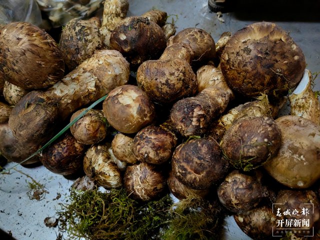 （采訪傳編輯）美好生活在云南 走，趕菌子Gai克?。ㄓ幸曨l） (19).jpg