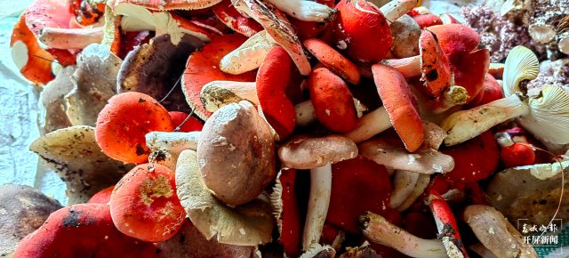 （采訪傳編輯）美好生活在云南 走，趕菌子Gai克?。ㄓ幸曨l） (10).jpg